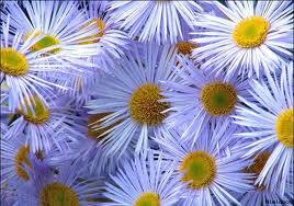 CHAMOMILE BLUE OIL(GERMAN) - Essential Oils